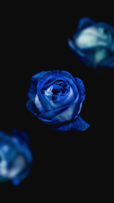 青い薔薇 バラ の花言葉 不可能を可能にする その言葉の背景に日本企業あり Feathered News
