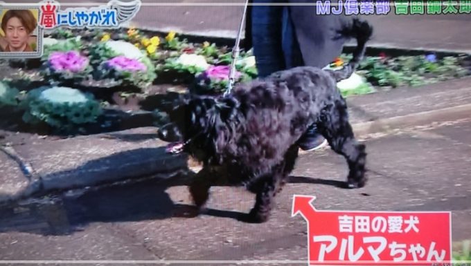 吉田鋼太郎の愛犬アルマの犬種は 子犬8匹の名前や出産 溺愛エピソードも Feathered News